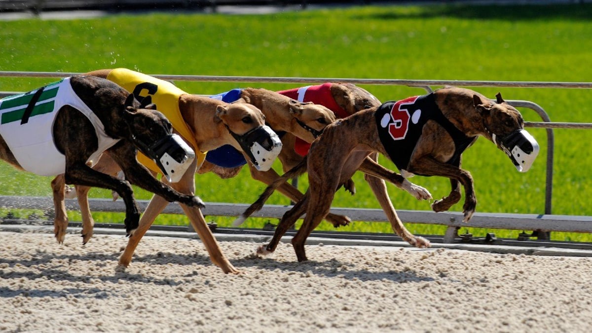 Southland&#039;s Track Closing Marks Near End For Dog Racing