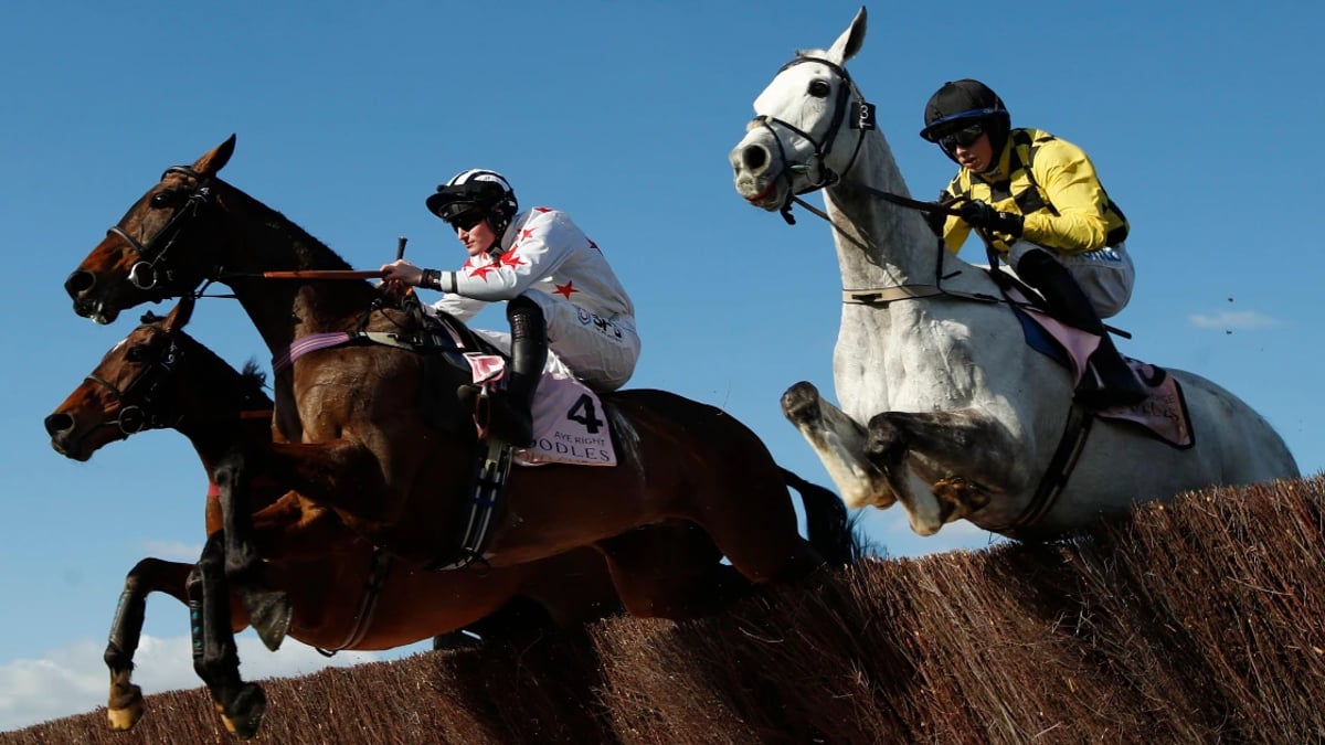 Cheltenham Gold Cup Tips: Runner By Runner Guide With Best Odds &amp; Offers