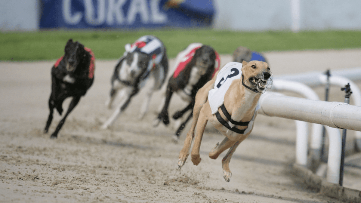 ARC Cesarewitch Predictions: Greyhound Racing Betting Tips, Odds &amp; Analysis