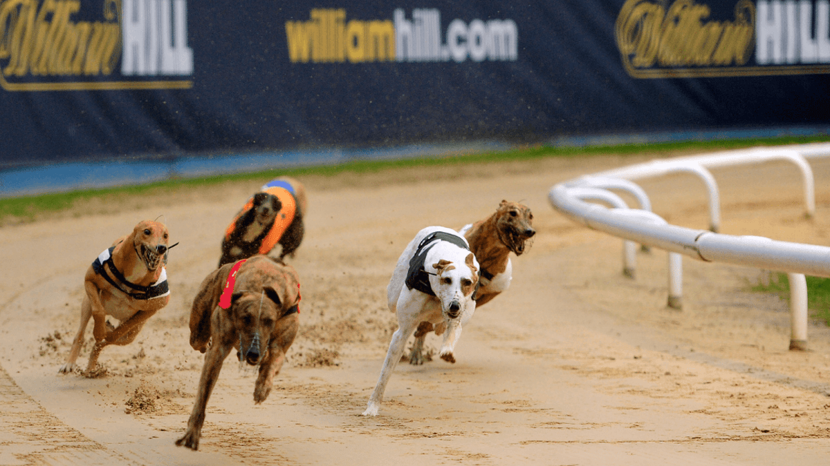 Blue Riband Predictions: Greyhound Racing Betting Tips, Odds &amp; Analysis