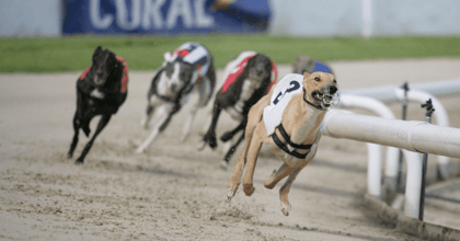 ARC Cesarewitch Predictions: Greyhound Racing Betting Tips, Odds &amp; Analysis